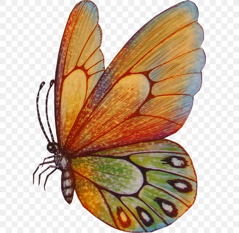 Butterfly Drawing Clip Art, PNG, 594x800px, Butterfly, Art, Brush Footed Butterfly, Butterflies And Moths, Cartoon Download Free