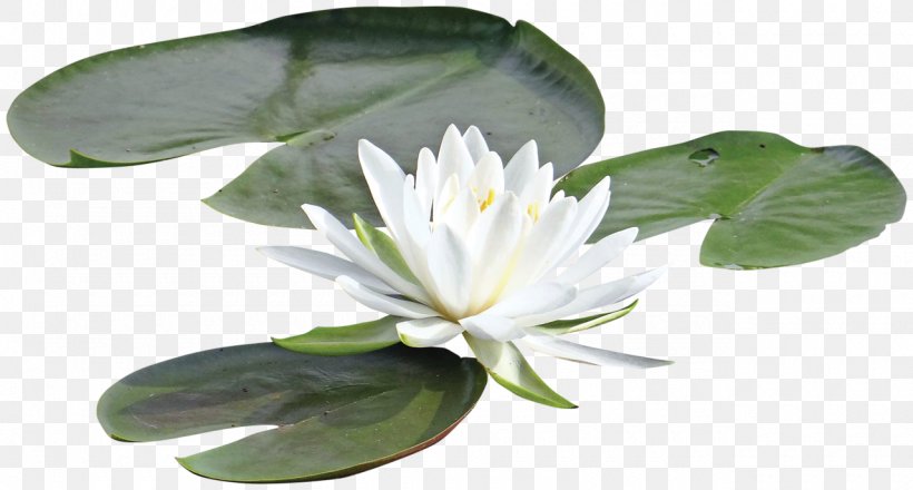 Sacred Lotus Water Lilies Painting Pygmy Water-lily Chi Sen, PNG, 1280x688px, Sacred Lotus, Art Museum, Cut Flowers, Flower, Leaf Download Free
