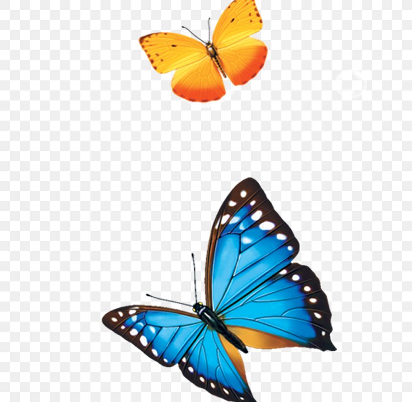Butterfly Drawing, PNG, 800x800px, Butterfly, Blue, Brush Footed Butterfly, Color, Drawing Download Free