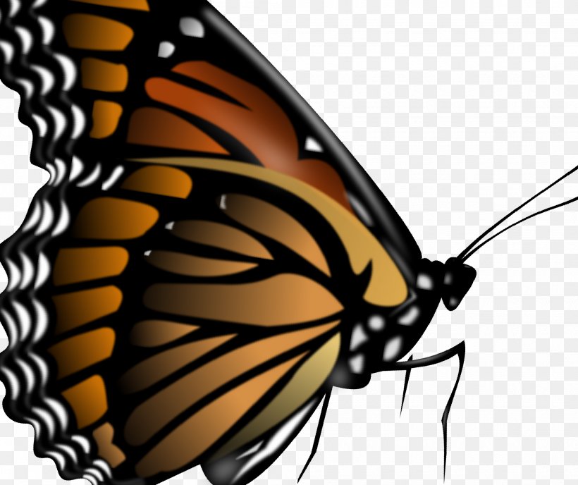 Butterfly Health Insect Prevention Education, Inc Handroanthus, PNG, 2025x1700px, Butterfly, Arthropod, Awareness, Brush Footed Butterfly, Education Download Free