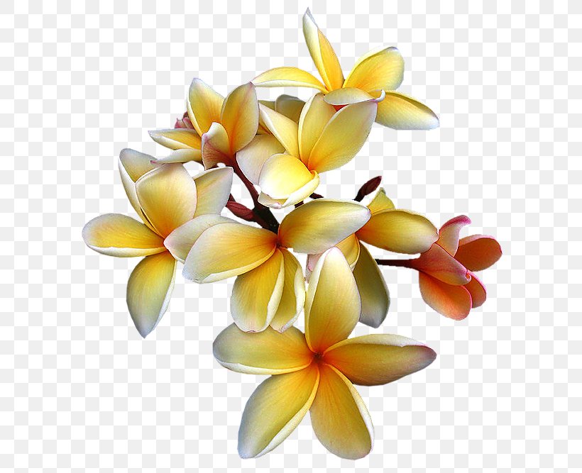 Clip Art Flower GIF Image, PNG, 596x667px, Flower, Color, Cut Flowers, Painting, Petal Download Free