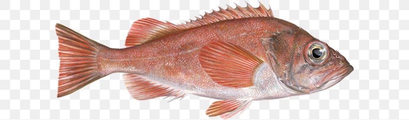 Northern Red Snapper Acadian Redfish Fish Products Rose Fish, PNG, 600x241px, Northern Red Snapper, Acadian Redfish, Animal Figure, Animal Source Foods, Atlantic Herring Download Free
