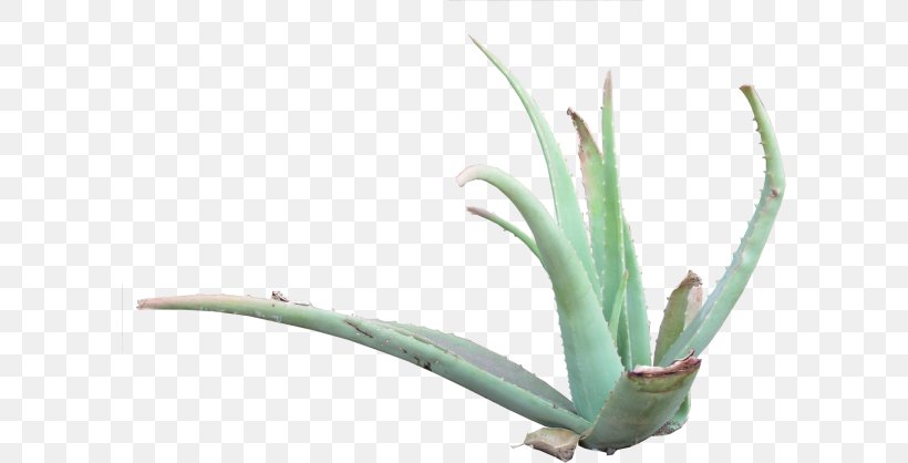 Aloe Vera Candelabra Aloe Century Plant Asphodelaceae, PNG, 600x418px, Aloe Vera, Agave, Aloe, Aloes, Asphodelaceae Download Free
