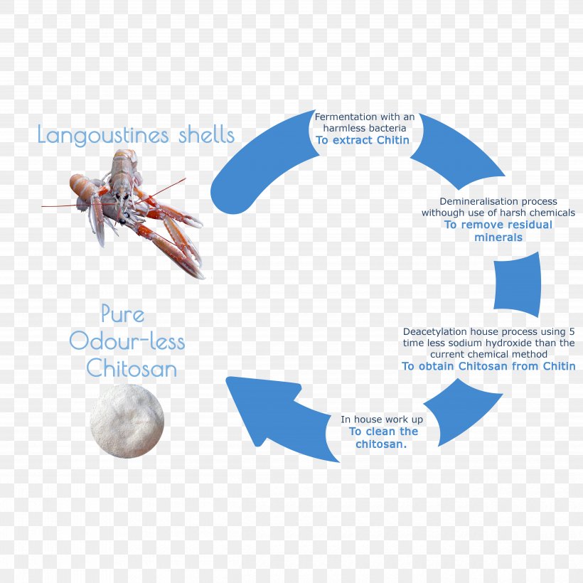 Circular Economy Chitin Chitosan Extraction Product, PNG, 5000x5000px, Circular Economy, Chemical Substance, Chitin, Chitosan, Diagram Download Free