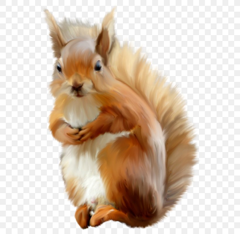 Squirrel Animal Clip Art, PNG, 594x800px, Squirrel, Animal, Collage, Domestic Rabbit, Fauna Download Free