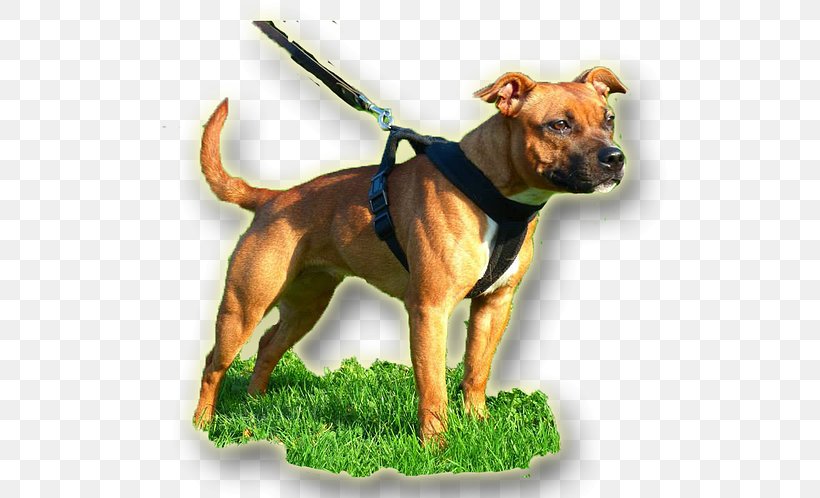 American Pit Bull Terrier Dog Breed American Staffordshire Terrier, PNG, 550x498px, American Pit Bull Terrier, American Bulldog, American Staffordshire Terrier, Bicycle, Black Download Free