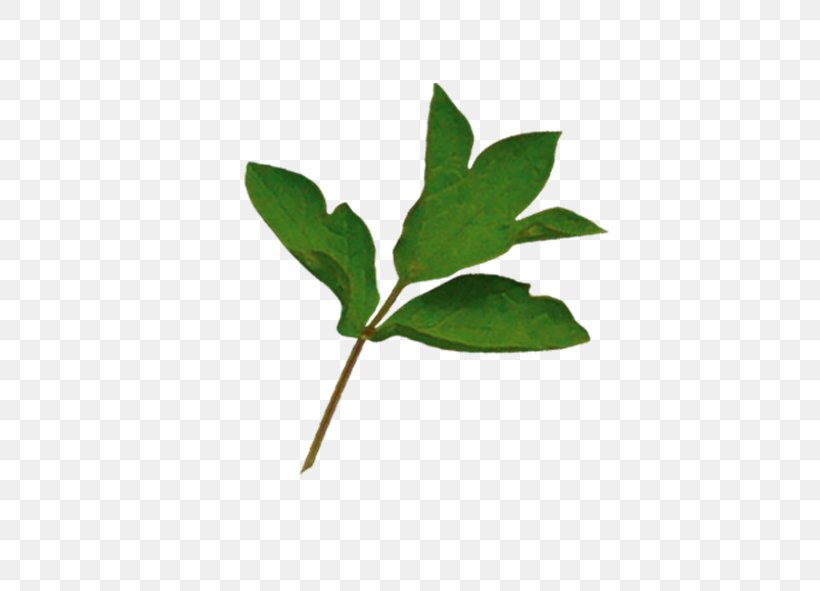 Branch Leaf Tree Green, PNG, 591x591px, Branch, Drawing, Google Images, Green, Leaf Download Free