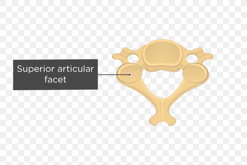 Cervical Vertebrae Articular Processes Axis Vertebral Column Anatomy, PNG, 745x550px, Cervical Vertebrae, Anatomy, Articular Processes, Atlas, Axis Download Free