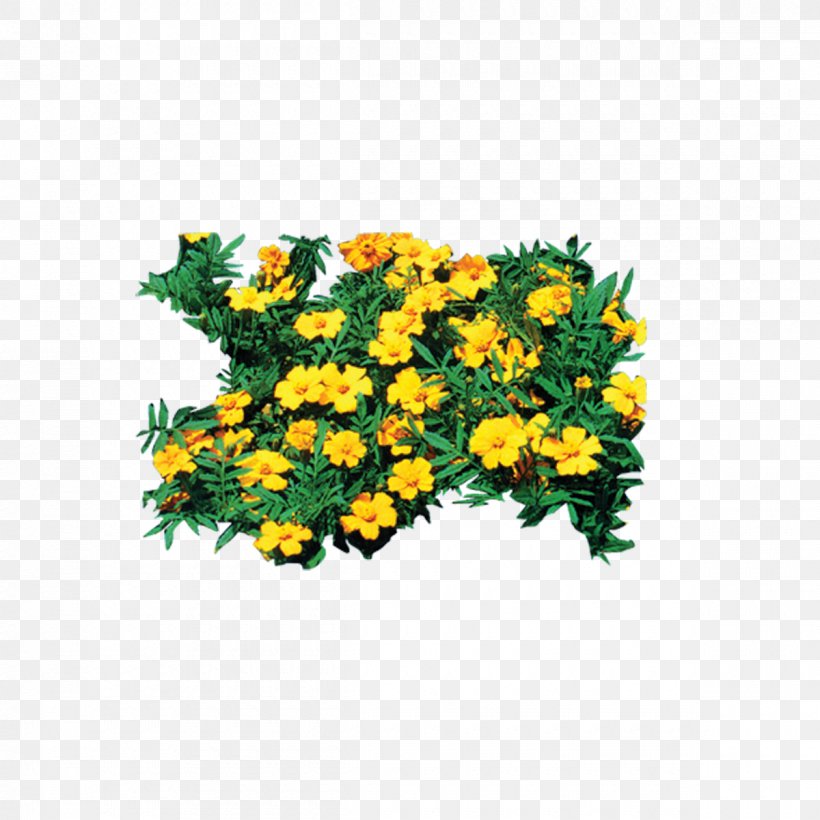 Chrysanthemum Petal Plant, PNG, 1200x1200px, 3d Computer Graphics, Chrysanthemum, Annual Plant, Chrysanths, Cut Flowers Download Free