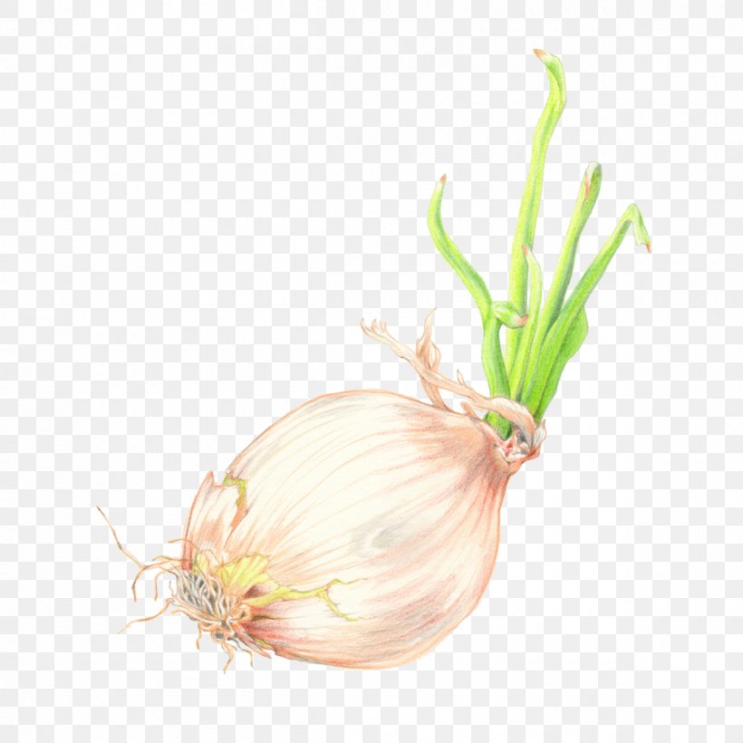 Plants Background, PNG, 1200x1200px, Yellow Onion, Allium, Amaryllis Family, Chives, Commodity Download Free