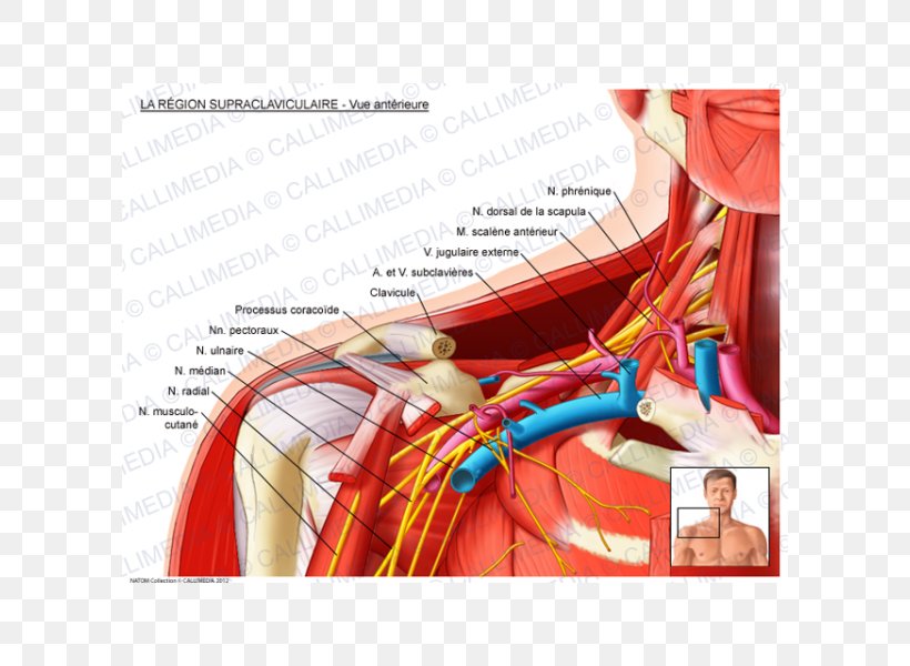 Supraclavicular Fossa Supraclavicular Lymph Nodes Anatomy Subclavian Artery Supraclavicular Nerves, PNG, 600x600px, Watercolor, Cartoon, Flower, Frame, Heart Download Free