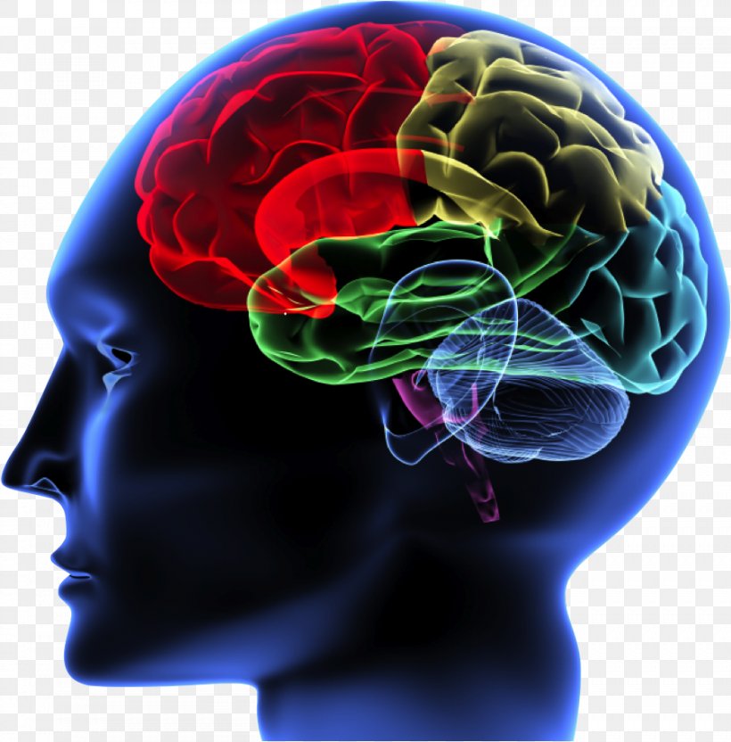 Brain Rules Principles Of Neural Science Human Brain Neuroimaging, PNG, 902x916px, Watercolor, Cartoon, Flower, Frame, Heart Download Free