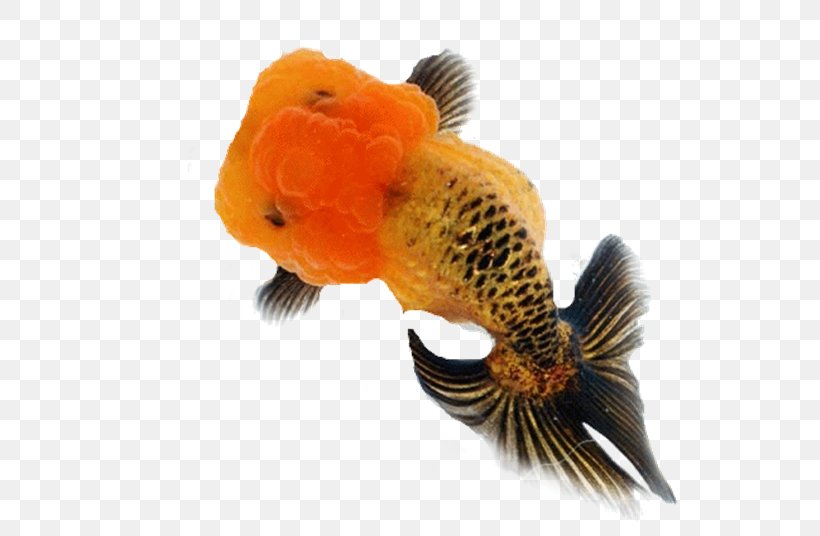 Aquarium Lionhead Ranchu Pearlscale Fish, PNG, 600x536px, Aquarium, Animal, Bony Fish, Feeder Fish, Fish Download Free