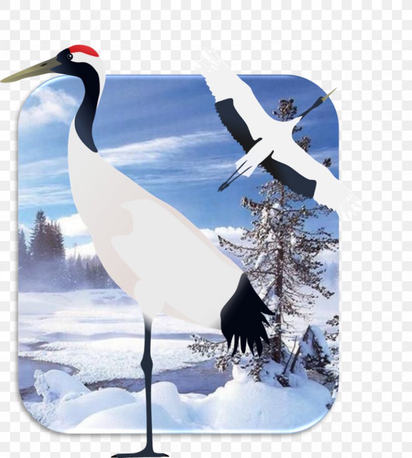 Bird Art Crane Himalayan Monal Temminck's Tragopan, PNG, 847x943px, Bird, Art, Artist, Beak, Crane Download Free