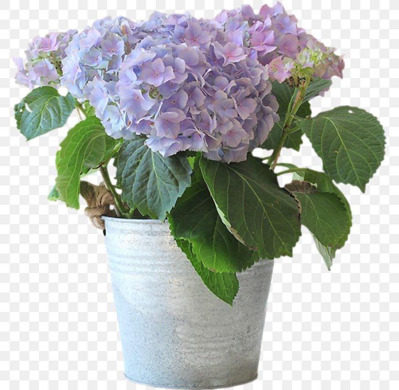 Flower Delivery Floristry Flowerpot Hydrangea, PNG, 770x800px, Flower, Bird Of Paradise Flower, Bloomnation, Cornales, Cut Flowers Download Free