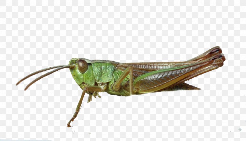 Grasshopper Locust Insect, PNG, 1024x586px, Grasshopper, Animal, Arthropod, Caelifera, Cricket Download Free