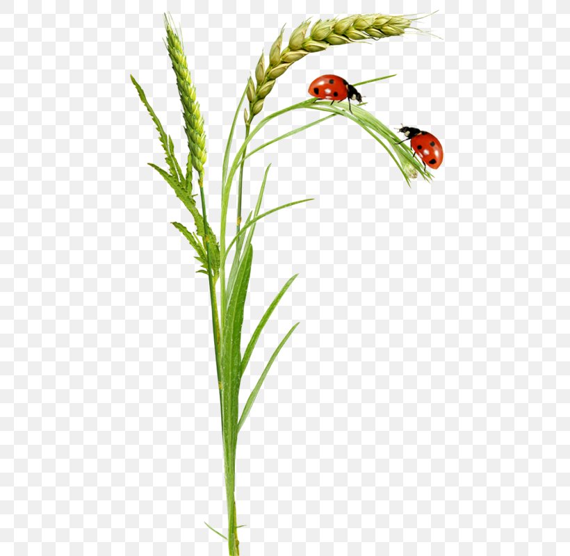 Ladybird Clip Art, PNG, 489x800px, Internet, Animation, Branch, Commodity, Digital Image Download Free