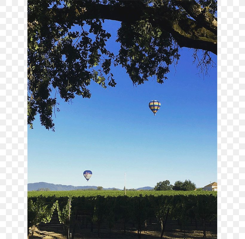 Mayacama Golf Club Sonoma County Wine Wine Country, PNG, 800x800px, Sonoma, Balloon, Biome, Daytime, Drink Download Free