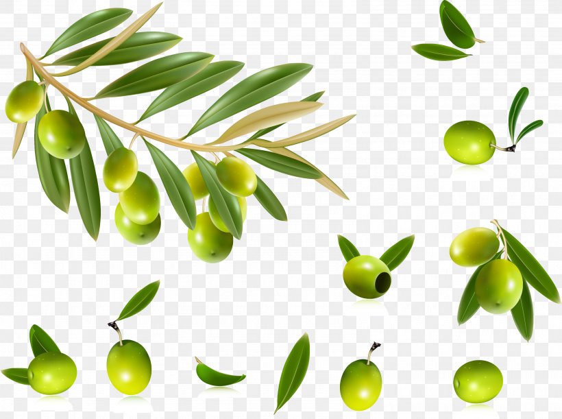 Olive Oil Olive Leaf Clip Art, PNG, 3179x2370px, Olive, Branch, Citrus, Food, Fruit Download Free