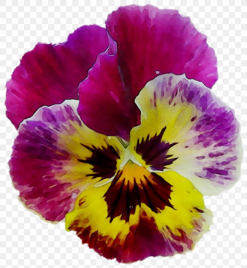 Pansy Annual Plant Purple Plants, PNG, 936x1015px, Pansy, Annual Plant, Botany, Cattleya, Flower Download Free