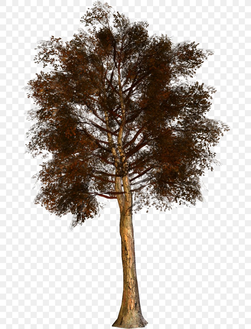 Pine Family, PNG, 688x1076px, Pine, Branch, Pine Family, Plant, Tree Download Free