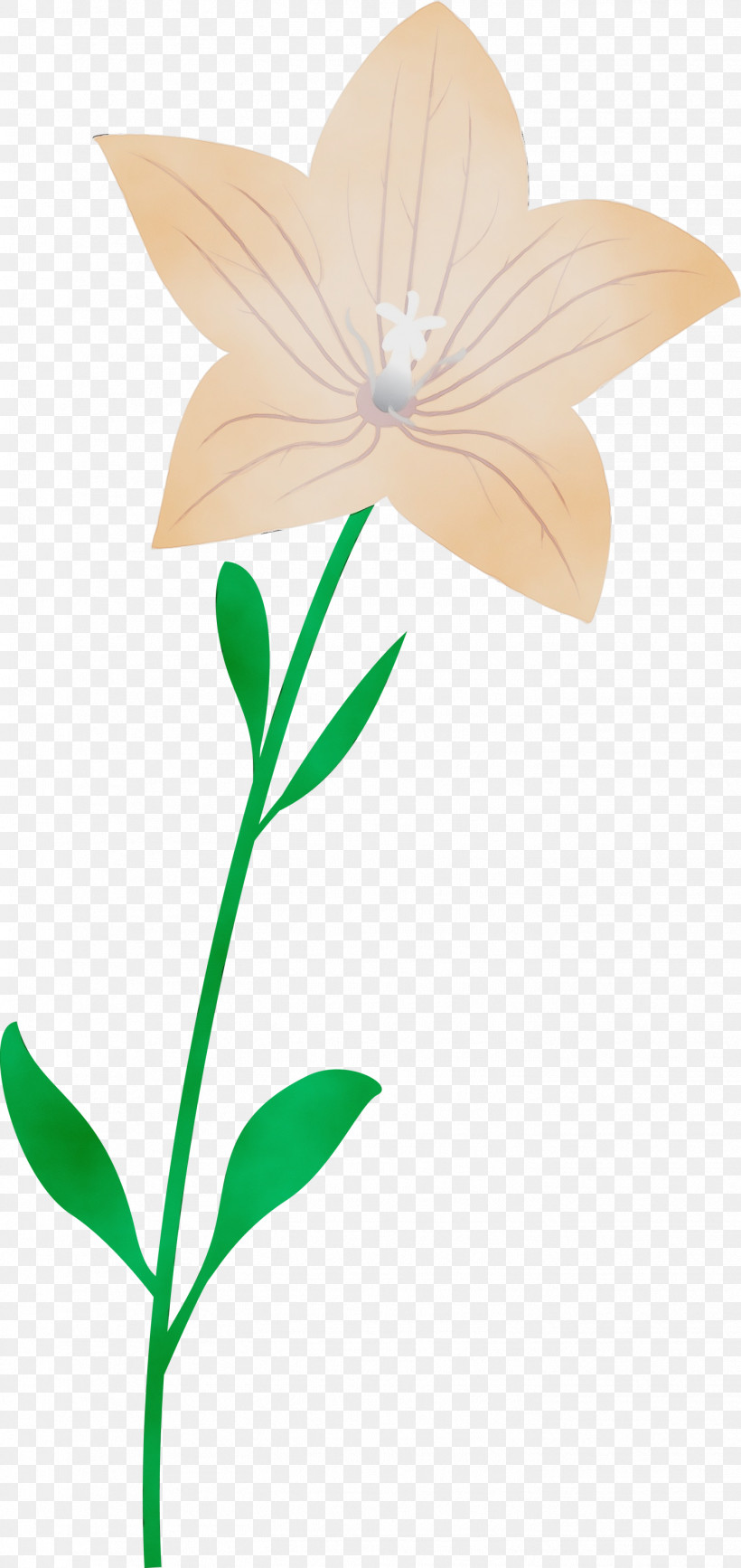 Plant Stem Flower Leaf Petal Pollinator, PNG, 1418x3000px, Balloon Flower, Biology, Flora, Flower, Leaf Download Free