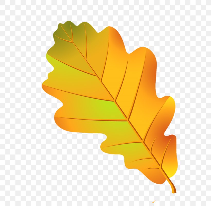 Clip Art Leaf Image Oak, PNG, 800x800px, Leaf, Digital Image, Drawing, Icon Design, Oak Download Free