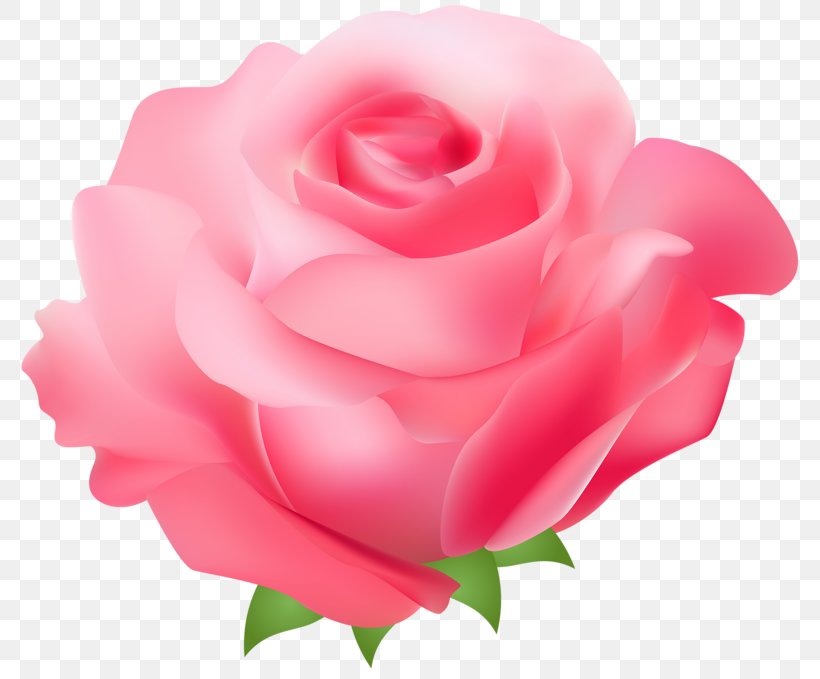 Rose Pink Free Clip Art, PNG, 800x679px, Rose, Blog, China Rose, Close Up, Cut Flowers Download Free
