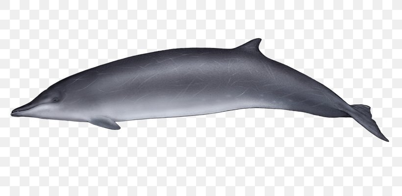 Common Bottlenose Dolphin Wholphin Tucuxi Short-beaked Common Dolphin Rough-toothed Dolphin, PNG, 800x400px, Common Bottlenose Dolphin, Beaked Whale, Bottlenose Dolphin, Cetaceans, Dolphin Download Free