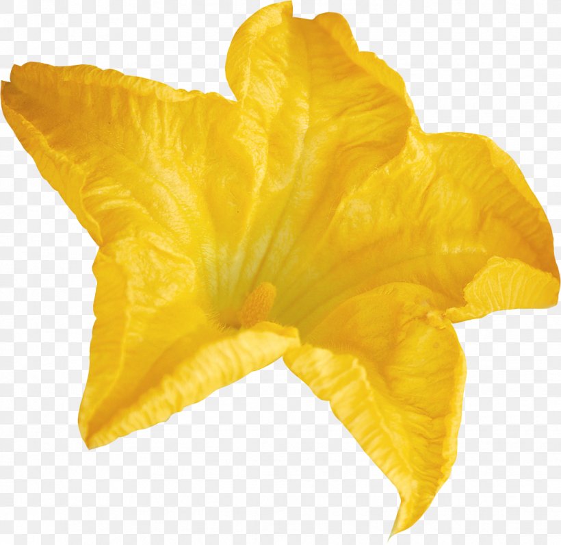 Flower Yellow Lilium, PNG, 1132x1100px, Flower, Benzersiz, Computer Software, Lilium, Petal Download Free