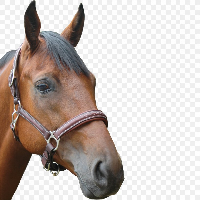 Halter Horse Chetak Leather Equestrian, PNG, 1000x1000px, Halter, Bit, Bridle, Collar, Cuir De Cheval Download Free