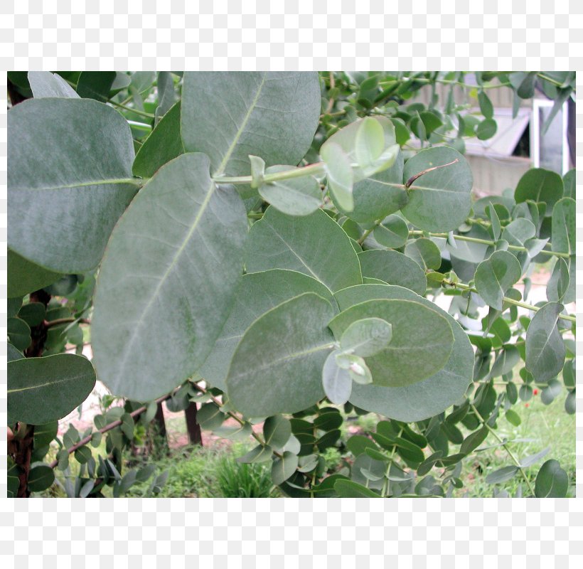 Leaf Herb, PNG, 800x800px, Leaf, Herb, Plant Download Free