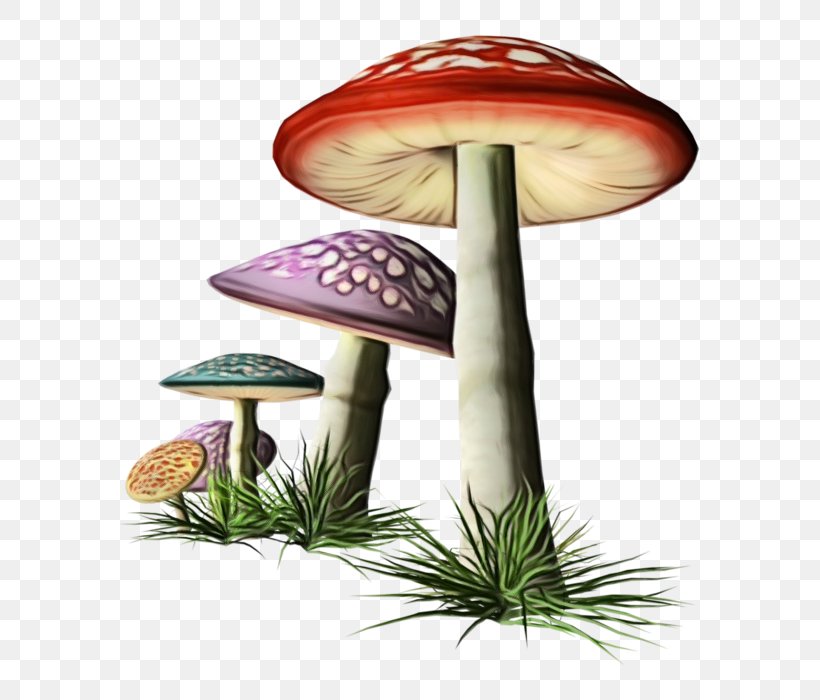 Mushroom Bolete Edible Mushroom Terrestrial Plant Fungus, PNG, 665x700px, Watercolor, Agaric, Agaricaceae, Bolete, Edible Mushroom Download Free