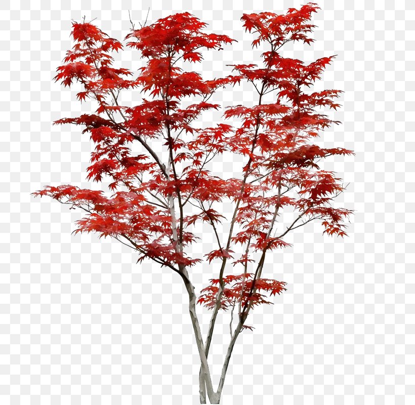 Tree Plant Flower Red Woody Plant, PNG, 735x800px, Watercolor, Branch, Flower, Leaf, Maple Download Free