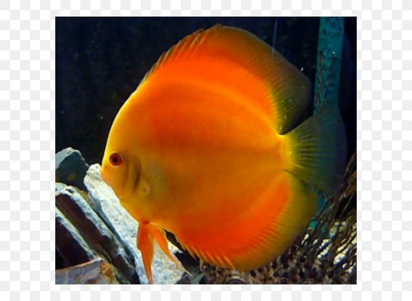 Aquariums Feeder Fish Goldfish Siamese Fighting Fish, PNG, 600x600px, Aquarium, Aquariums, Beak, Coral Reef Fish, Discus Download Free