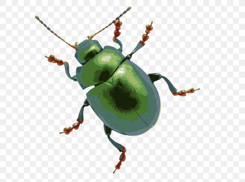 Beetle Stock Photography Clip Art, PNG, 640x610px, Beetle, Arthropod, Free Content, Grasshopper, Insect Download Free