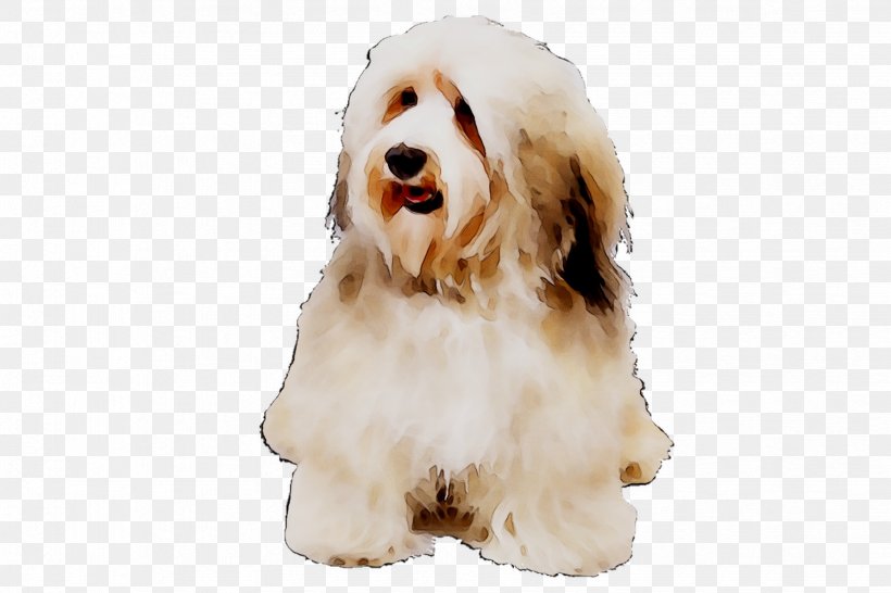 Cockapoo Dog Breed Havanese Dog Tibetan Terrier Bearded Collie, PNG, 1647x1098px, Cockapoo, Bearded Collie, Breed, Canidae, Carnivore Download Free
