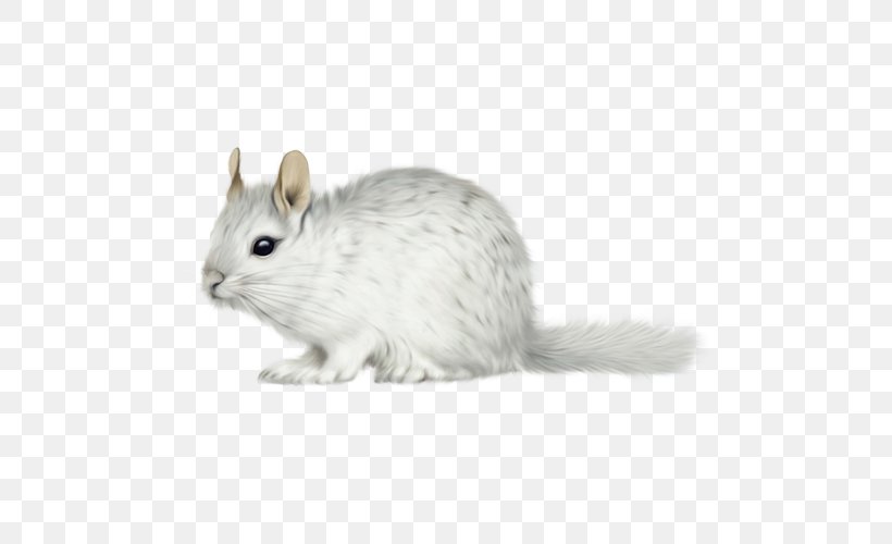 Gerbil Long-tailed Chinchilla Short-tailed Chinchilla Whiskers Domestic Rabbit, PNG, 500x500px, Gerbil, Chinchilla, Domestic Rabbit, Fauna, Fur Download Free