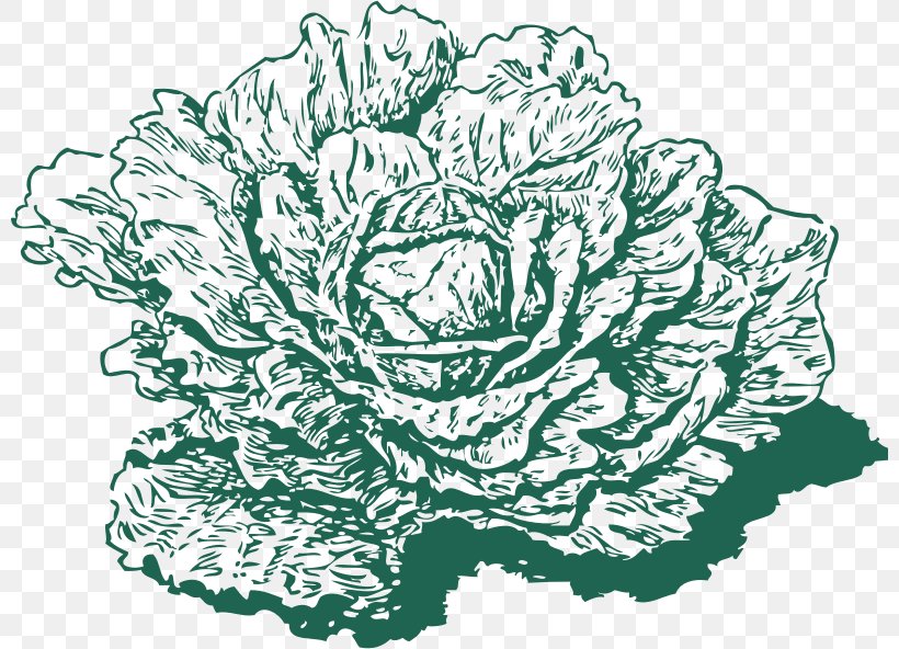 Red Cabbage Savoy Cabbage Collard Greens Clip Art, PNG, 800x592px, Cabbage, Artwork, Black And White, Brassica Oleracea, Collard Greens Download Free
