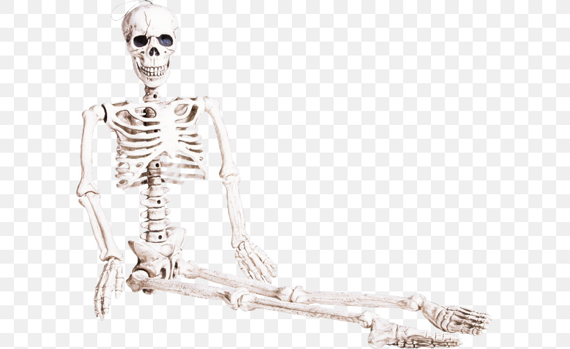 Skeleton Human Sitting Human Body Anatomy, PNG, 599x503px, Skeleton, Anatomy, Drawing, Human, Human Body Download Free