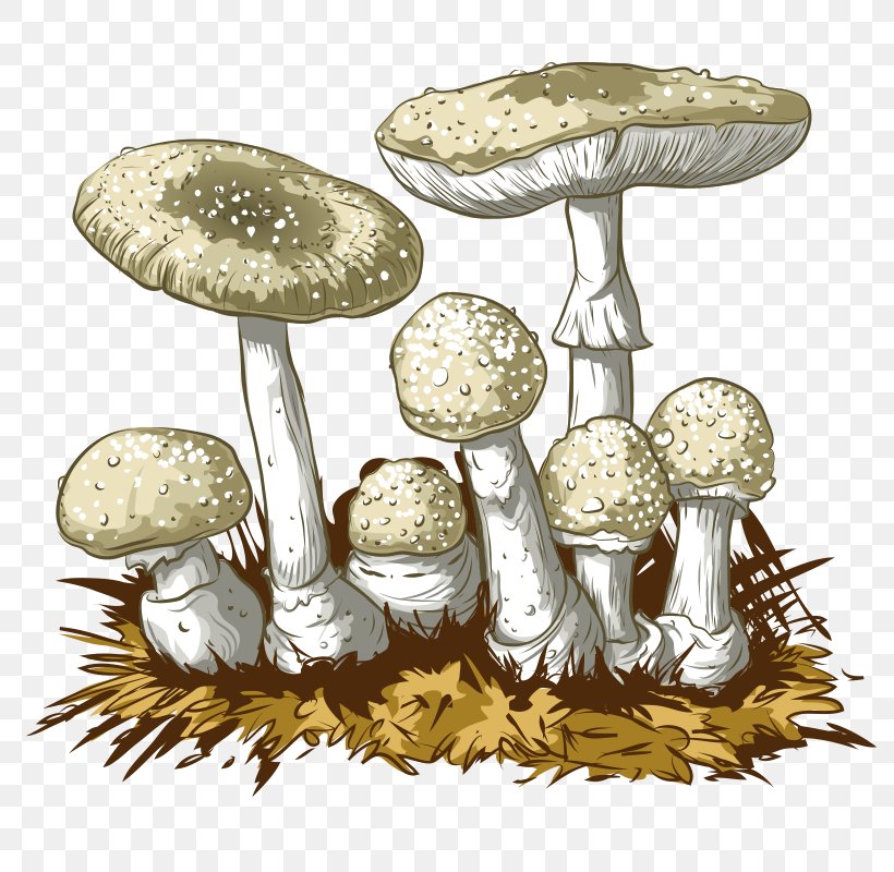 Amanita Muscaria Edible Mushroom Fungus, PNG, 800x800px, Amanita Muscaria, Agaric, Agaricaceae, Amanita, Boletus Edulis Download Free