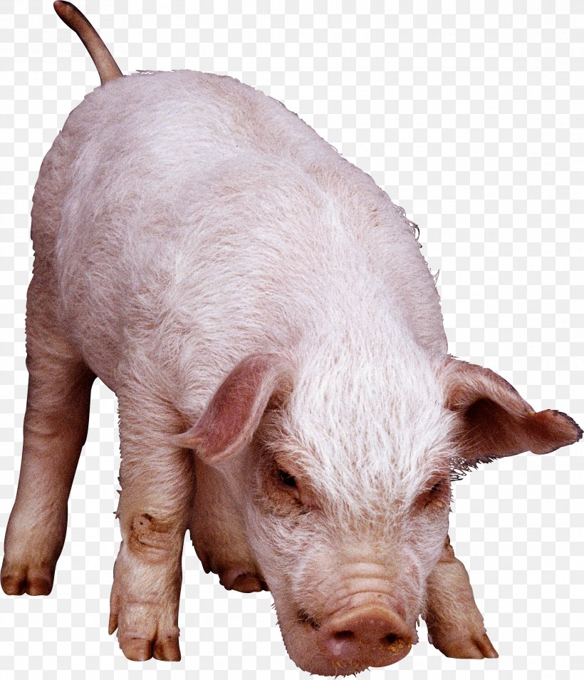 Clip Art Vietnamese Pot-bellied Image Fodder, PNG, 2332x2714px, Vietnamese Potbellied, Domestic Pig, Fodder, Livestock, Photography Download Free