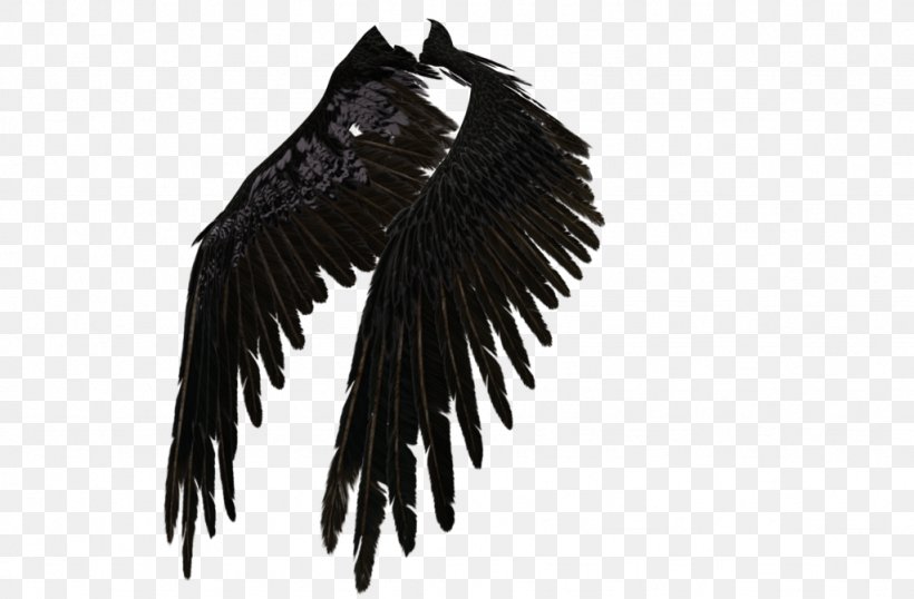 Black Feather PNG (14) by agusrockforlife on DeviantArt