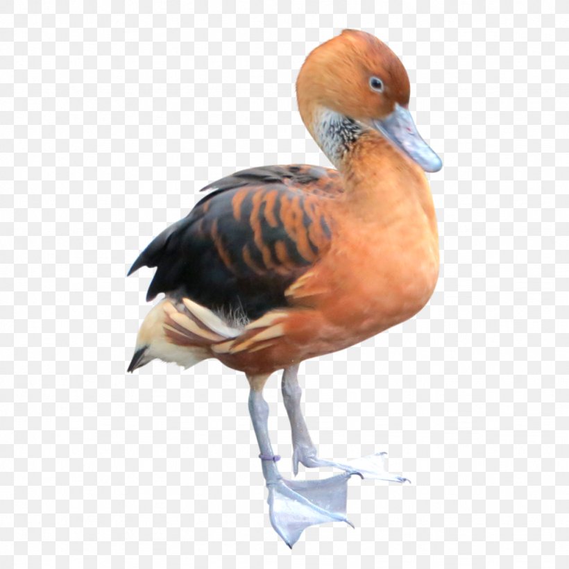 Duck Goose Water Bird Waterfowl, PNG, 1024x1024px, Duck, Anatidae, Animal, Anseriformes, Beak Download Free