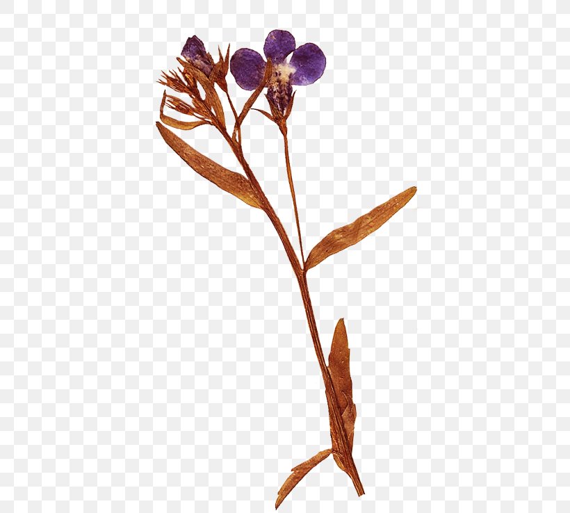 Flower Herbarium Clip Art, PNG, 400x738px, Flower, Branch, Cut Flowers, Digital Image, Flora Download Free