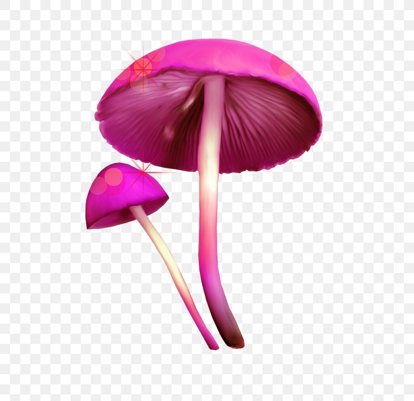 Fungus Mushroom Clip Art, PNG, 747x793px, Fungus, Digital Image, Flower, Magenta, Mushroom Download Free