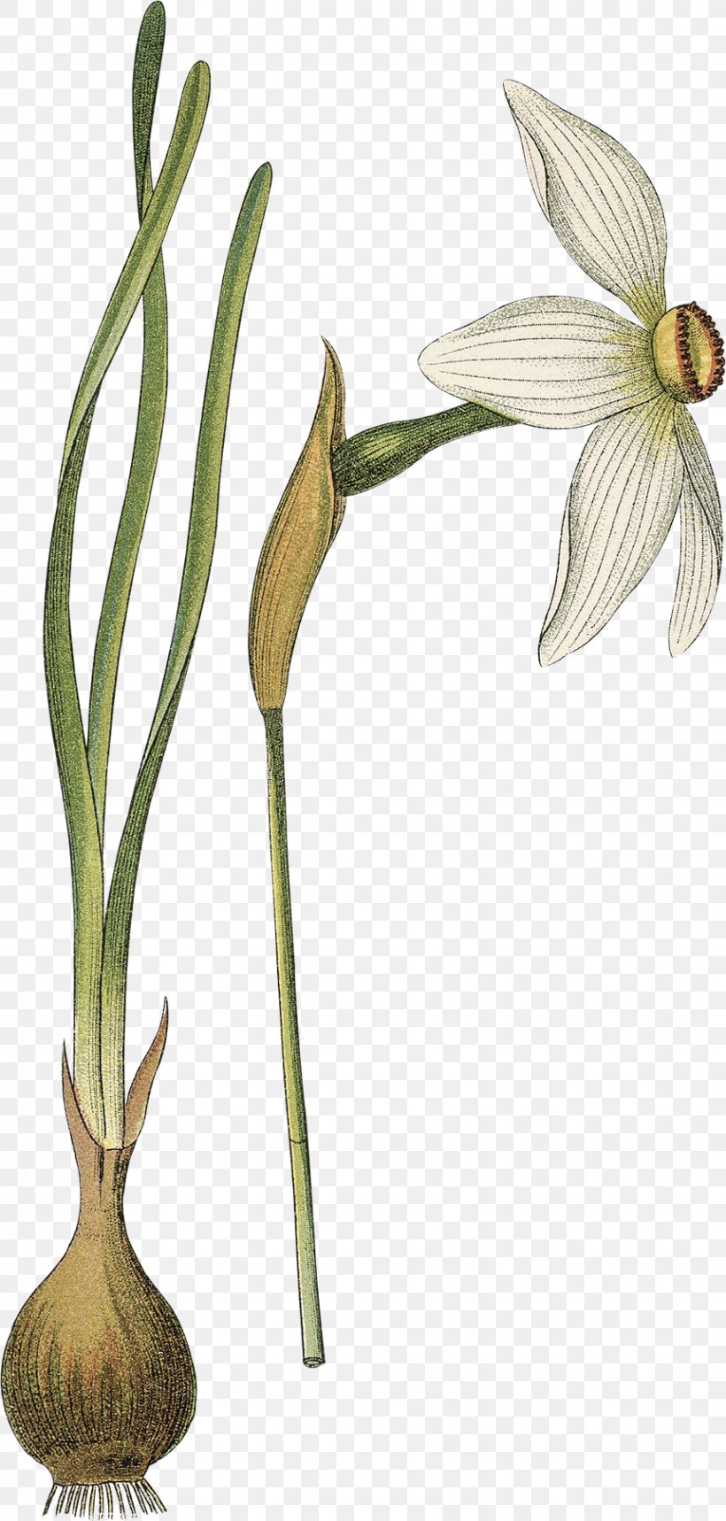 Poet's Narcissus Flower Botany Botanical Illustration Drawing, PNG, 859x1800px, Flower, Art, Artist, Botanical Illustration, Botany Download Free