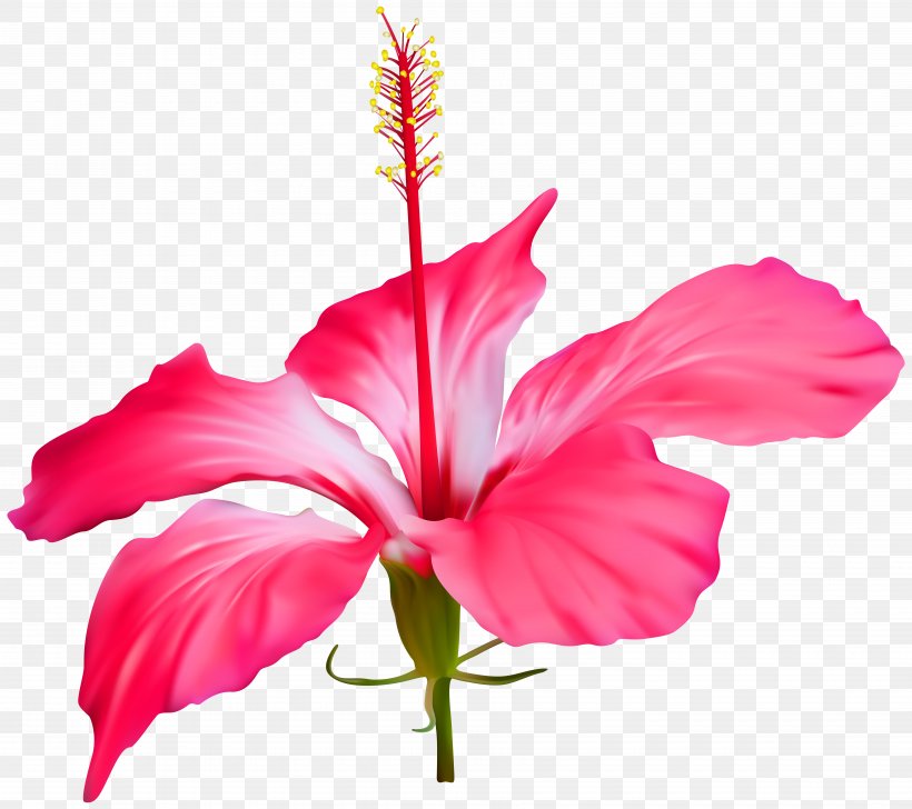 Shoeblackplant Common Hibiscus Flower Clip Art, PNG, 7000x6219px, Shoeblackplant, China Rose, Chinese Hibiscus, Common Hibiscus, Cut Flowers Download Free