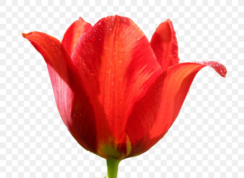 Tulipa Sprengeri Flower Clip Art, PNG, 740x600px, Tulip, Bud, Close Up, Cut Flowers, Flower Download Free