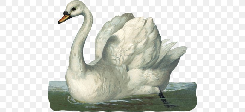 Bird Duck Goose Domestic Animal Clip Art, PNG, 500x375px, Bird, Animal, Beak, Bird Migration, Black Swan Download Free